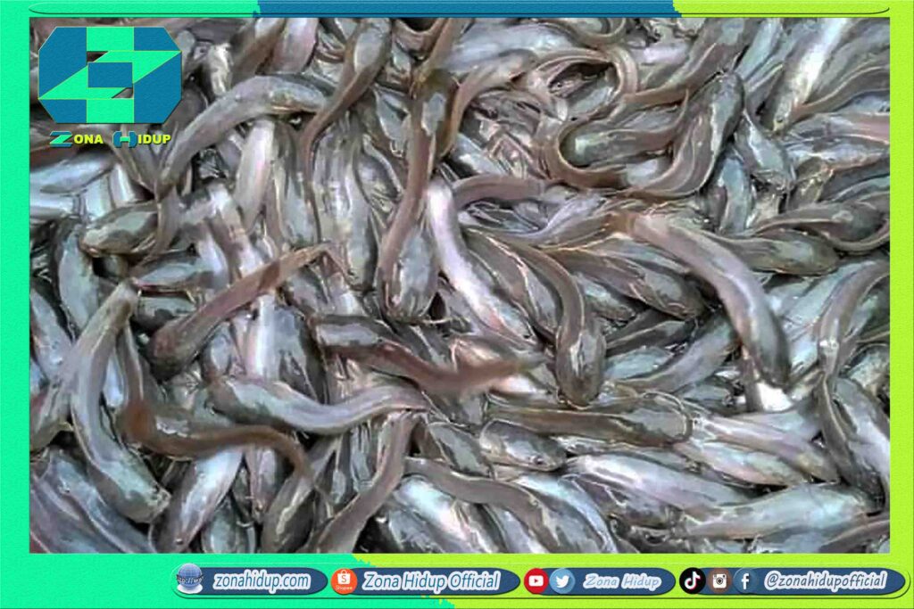 Hasil Panen Lele Bioflok
