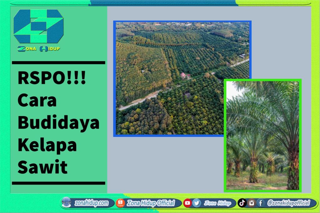 Rspo Cara Budidaya Kelapa Sawit Zona Hidup