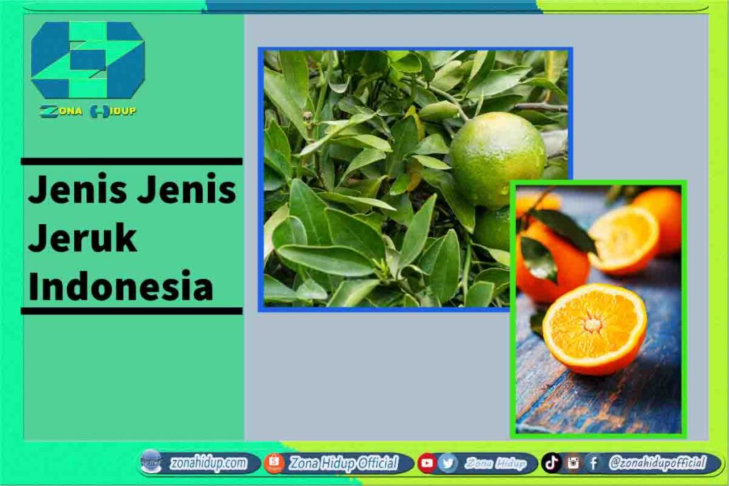 Jenis Jenis Jeruk Indonesia Dan Nama Latinnya Zona Hidup 7962